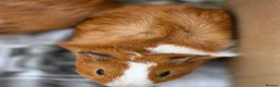 Guinea Pig rodents for sale: Male Guinea Pig Babies - Advert 4