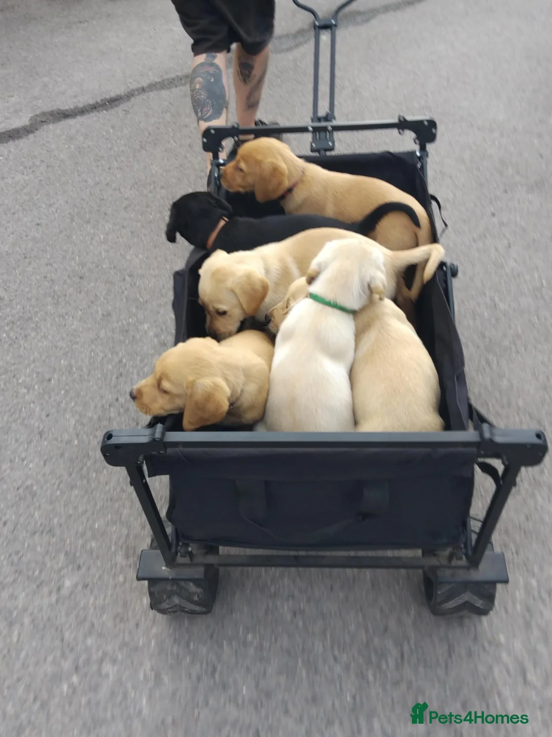 Labrador Retriever dogs for sale: 4 gorgeous Labrador boys - Advert 14