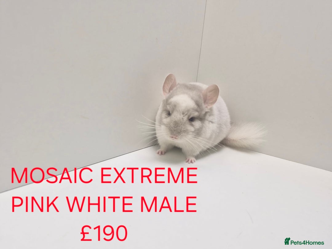 Chinchilla rodents for sale: STUNNING BABIES CHINCHILLA MIX COLOURS AND GENDER  - Advert 11