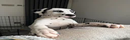 Dalmatian dogs for sale: KC Reg Dalmatian Male Puppy Ready Now - Advert 7