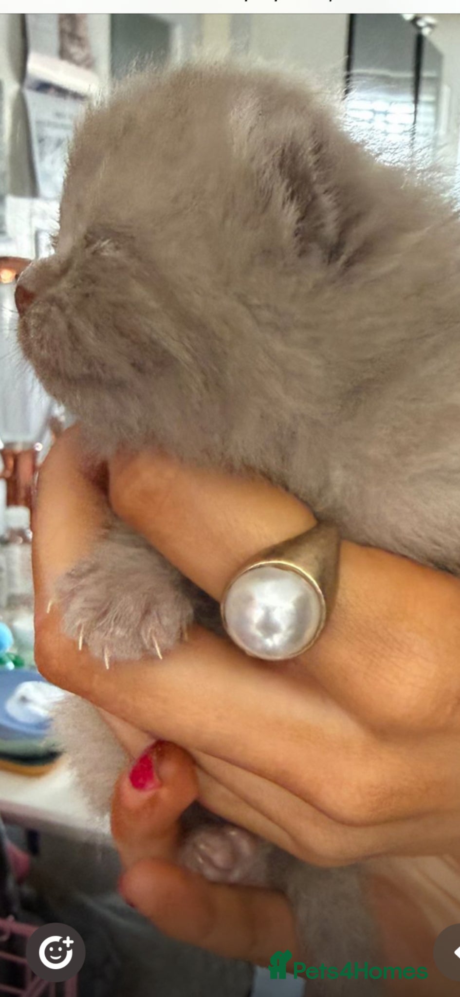 British Shorthair cats STUNNING PUREBRED CHUNKY BSH KITTENS 🩷🩷🩷💙💙  - Advert 14