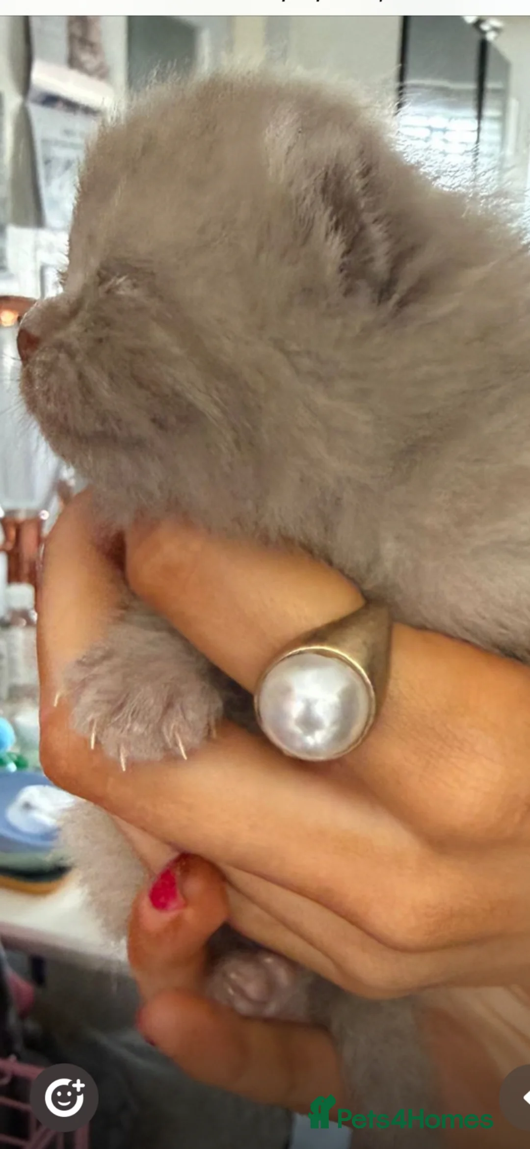 British Shorthair cats for sale: STUNNING PUREBRED CHUNKY BSH KITTENS 🩷🩷🩷💙💙 - Advert 2