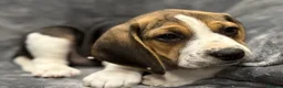 Beagle dogs for sale: 6 girl beagle pups waiting for their forever home in Treharris - Advert 5