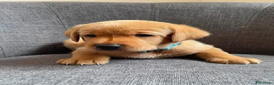 Labrador Retriever 4