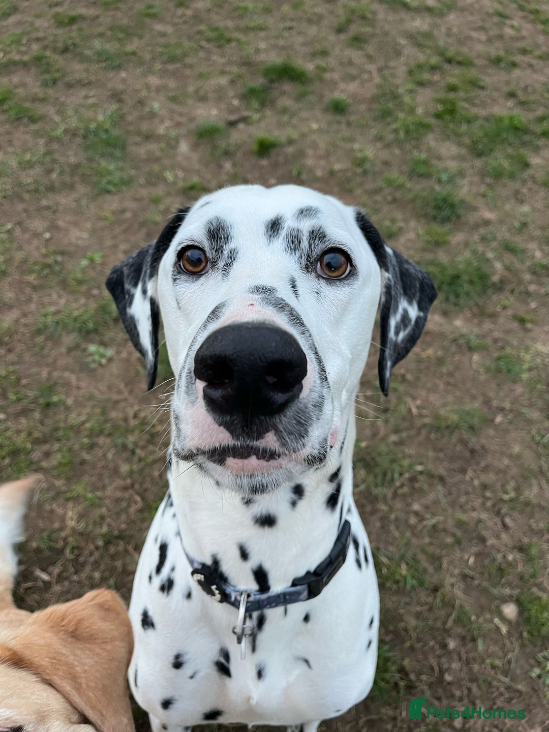 Dalmatian dogs for sale: Potential rehome - male LUA Dalmatian  - Advert 10