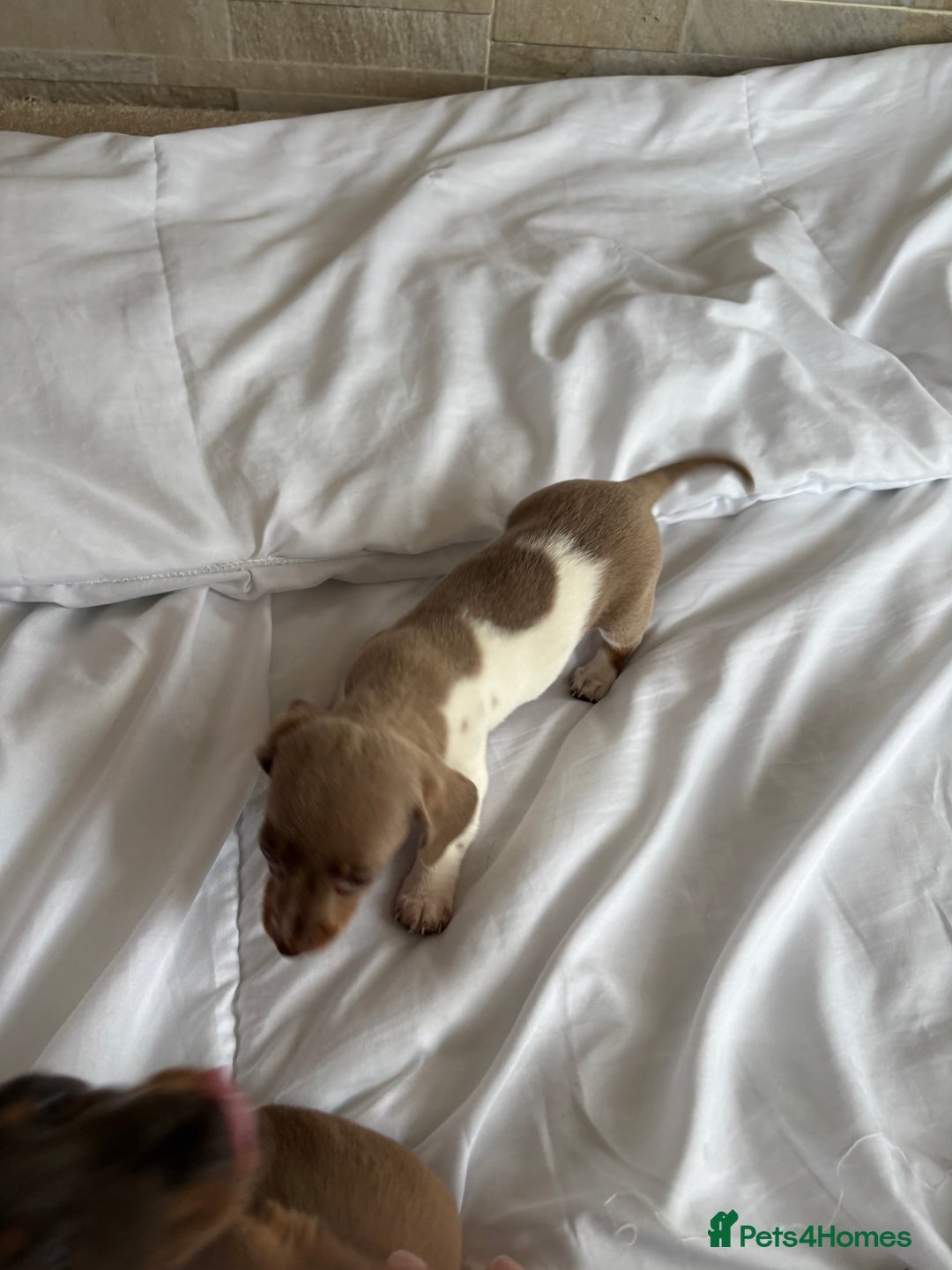 Dachshund dogs for sale: Dachshund puppies  - Image 3