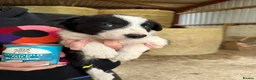 Welsh Collie dogs for sale: Adorable Mid Wales border collie puppies for sale - Advert 27