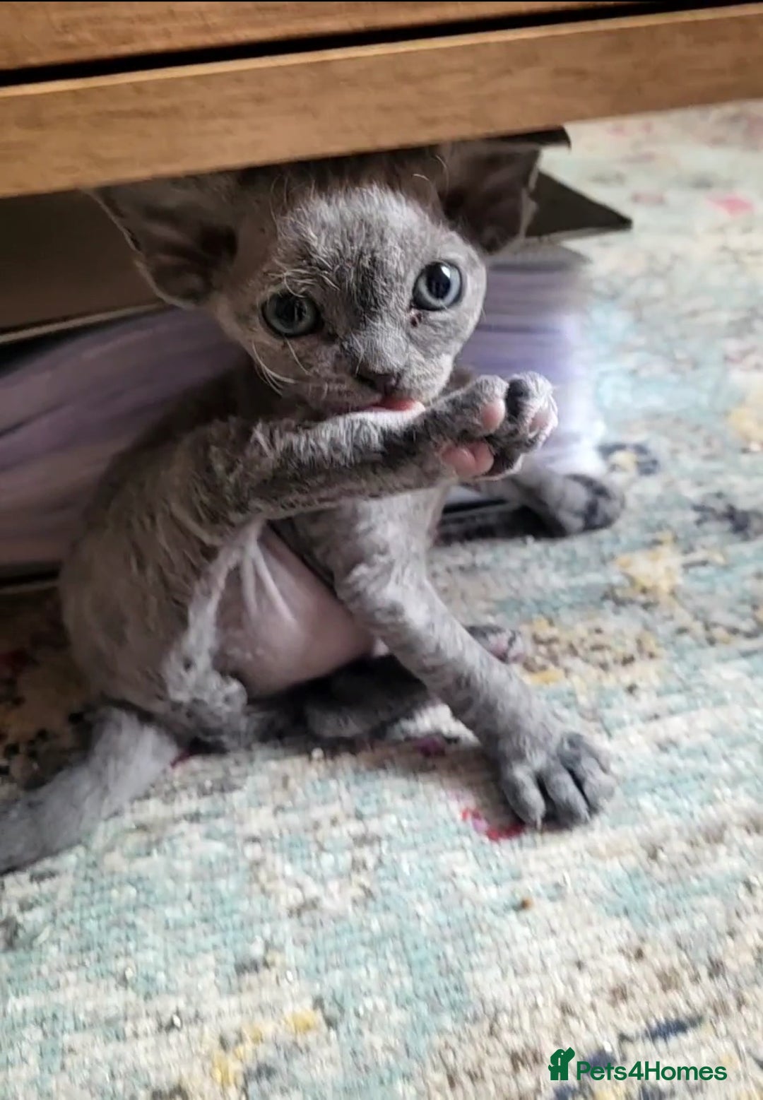 Devon Rex cats for sale: Beautiful GCCF Devon Rex kittens - Image 15