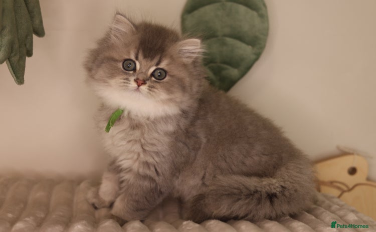 British Longhair cats - Advert 8