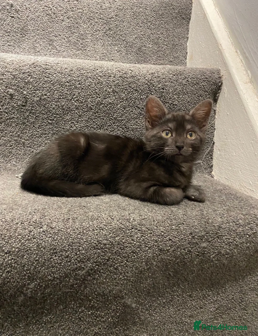 Mixed Breed cats for sale: savannah bengals - Advert 1