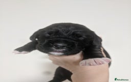 Cocker Spaniel dogs for sale: 6 beautiful working cocker spaniels  - Image 12