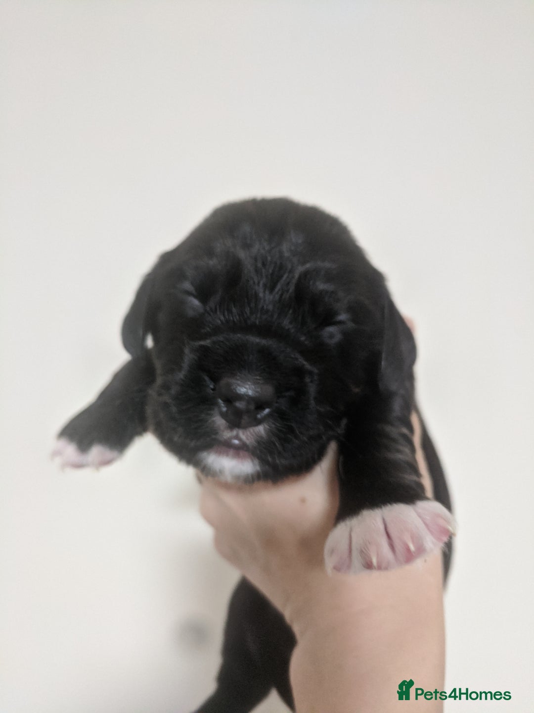 Cocker Spaniel dogs for sale: 6 beautiful working cocker spaniels  - Image 12