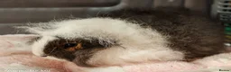 Guinea Pig rodents for sale: Swiss Boars - Advert 4