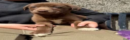 Borador dogs for sale: Beautiful Labrador x border collie pup  - Advert 5