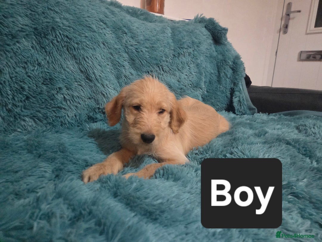 Labradoodle dogs for sale: READY NOW: Labradoodle pups (only black ones left) - Image 10