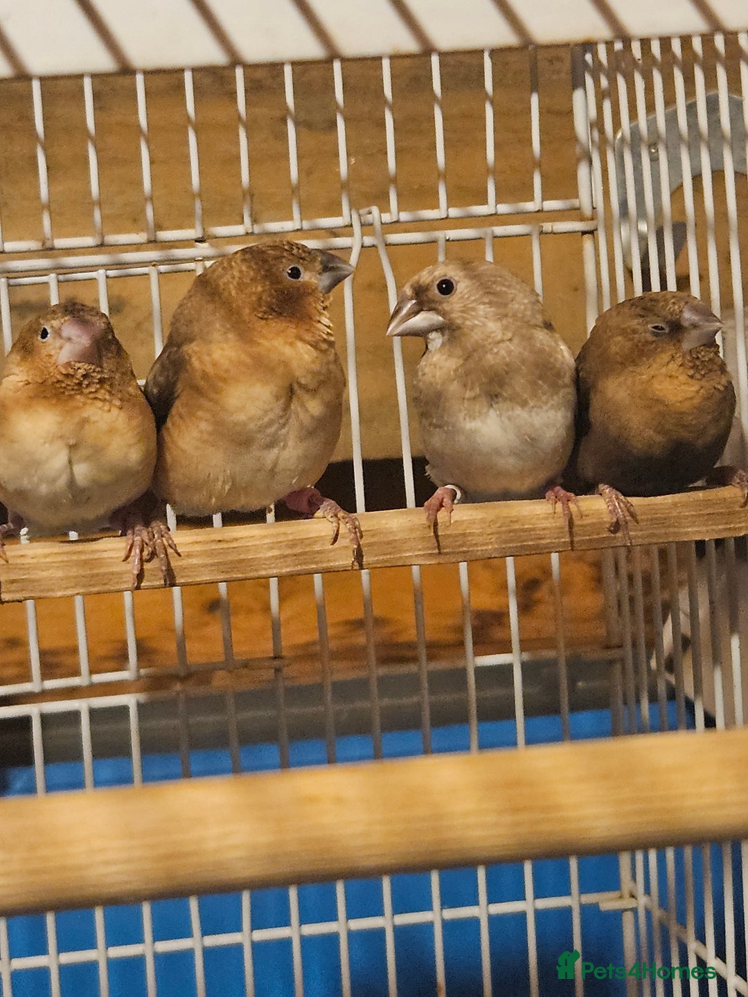 Finches birds for sale: Goldfinches, Bengalese finches & Zebra Finches - Advert 11