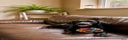 Labrador Retriever dogs for sale: Exceptional KC Reg Labrador Puppies For Sale! - Advert 2