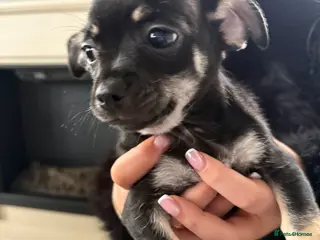 Chihuahua dogs Chihuahua puppies - Advert 20