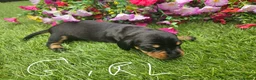Dachshund dogs for sale: Dachshunds 8 Puppies 5 Girls,  3 Boys - Advert 12