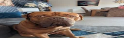 Dogue De Bordeaux dogs for sale: Thor and storm  in Mauchline - Advert 21