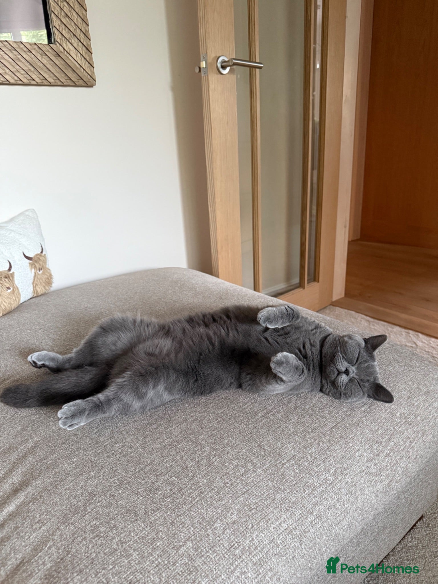 British Shorthair cats British blue shorthair sisters - Advert 17