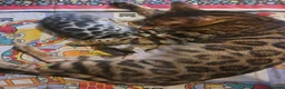 Bengal cats for sale: Stunning TICA Bengal Kitten - Advert 5