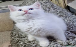 Ragdoll cats for sale: beautiful Ragdool ready for new parents - Image 7