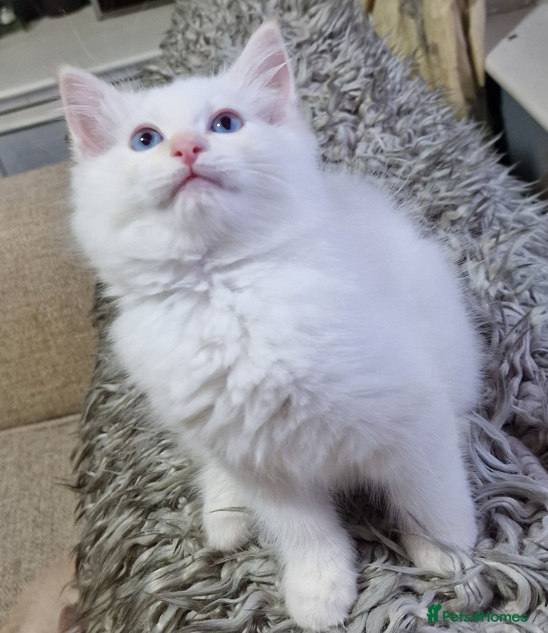 Ragdoll cats for sale: beautiful Ragdool ready for new parents - Image 7