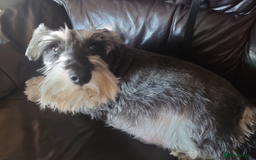 Miniature Schnauzer dogs for sale: Miniature Schnauzer older girl - Image 5