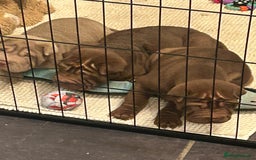 Shar Pei dogs for sale: Beautiful Shar Pei puppies  - Image 10