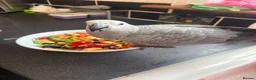 Parrots birds for sale: Hand reared African grey (female)  - Advert 7