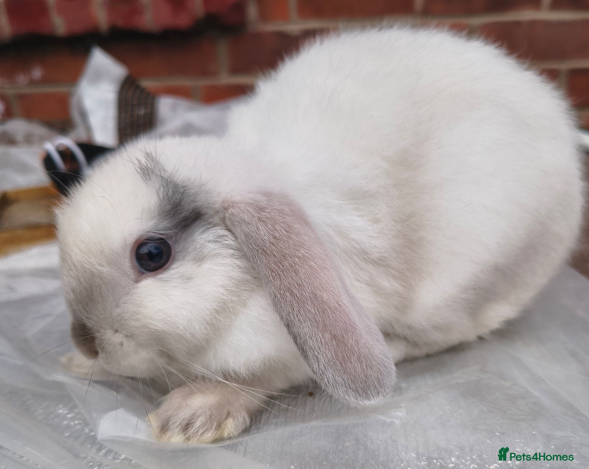 Mini Lop rabbits Beautiful bunnies by blue magpie girl mini lop - Advert 18