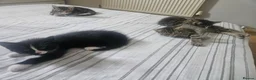 Mixed Breed cats for sale: 8 Week Old Kittens - Mixed Breed - Advert 3
