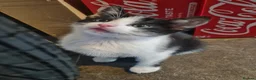 Mixed Breed cats for sale: Female X Ragdoll kittens  in Tranent - Advert 2