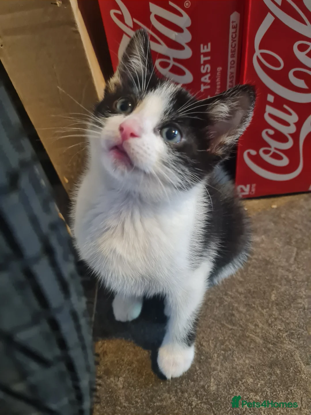 Mixed Breed cats for sale: Female X Ragdoll kittens  in Tranent - Advert 2