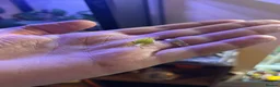 Stick Insects invertebrates for sale: Leaf insects, Nymphs in Preston - Advert 3