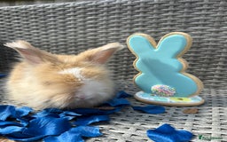 Angora rabbits for sale: 🩷  💙 Full Faced English Angora Babies  in Maidstone - Image 16
