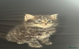 Mixed Breed cats for sale: Beautiful kittens  - Image 7