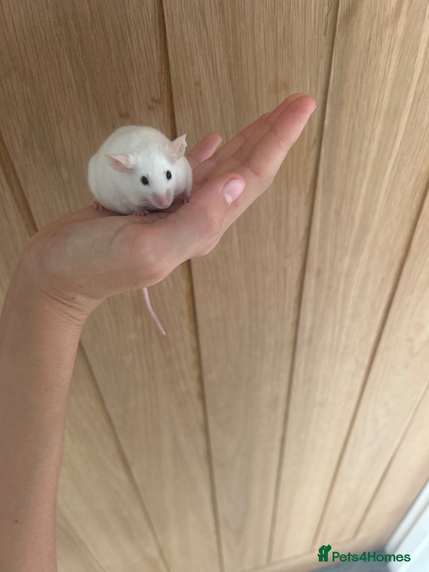 Mouse rodents 1 male white mice  - Advert 5