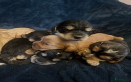 Mixed Breed dogs for sale: Stunning litter of Australian labradoodles  - Image 14