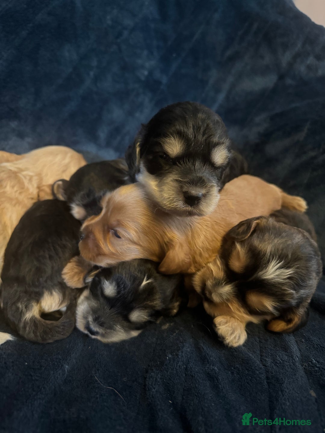 Mixed Breed dogs for sale: Stunning litter of Australian labradoodles  - Image 14