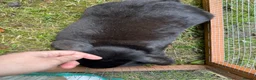Mini Lop rabbits for sale: Black self female lop - Advert 5