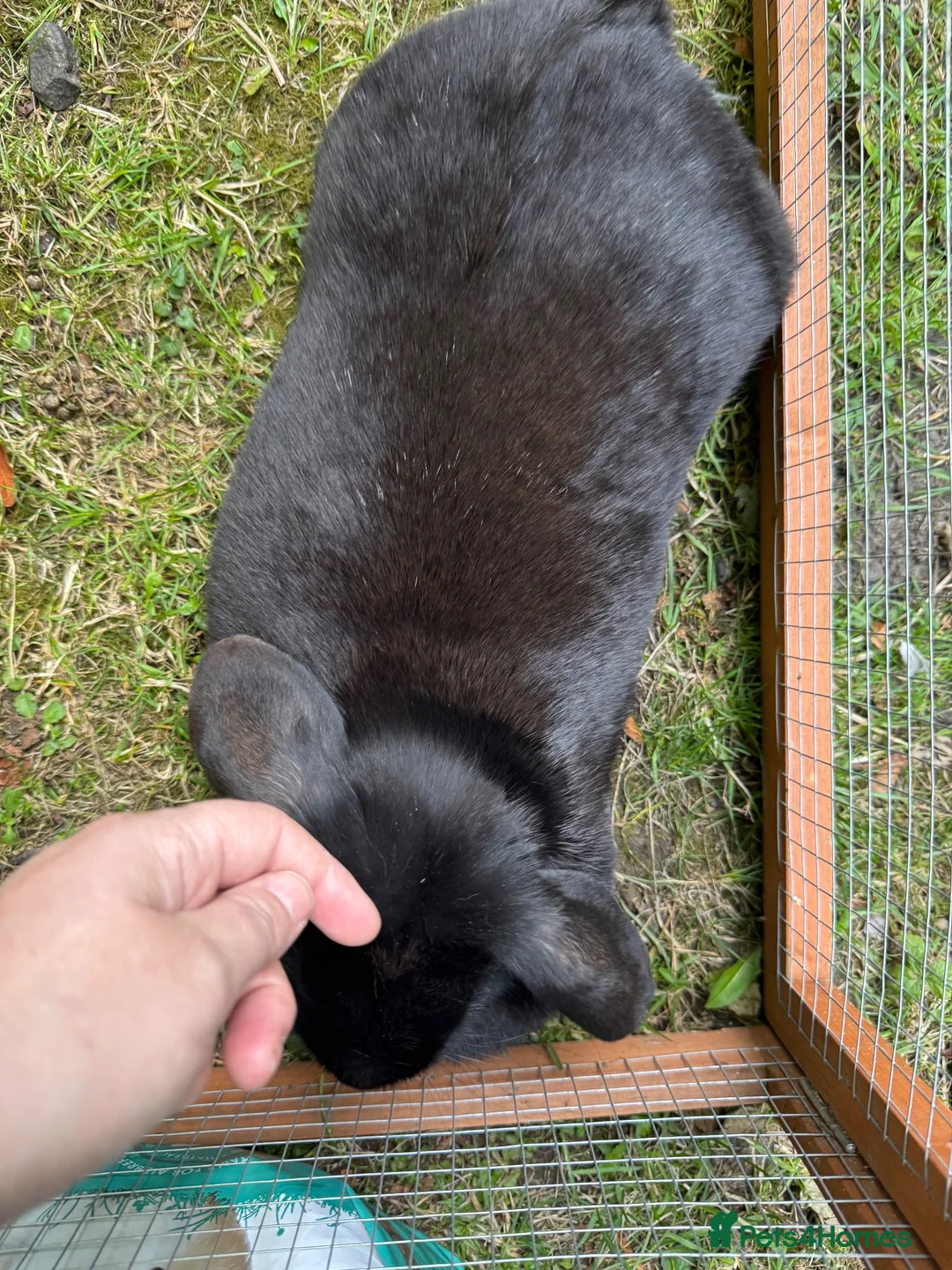 Mini Lop rabbits for sale: Black self female lop - Advert 5