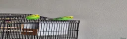 Budgerigars birds for sale: A pair of budgies in Basingstoke - Advert 3