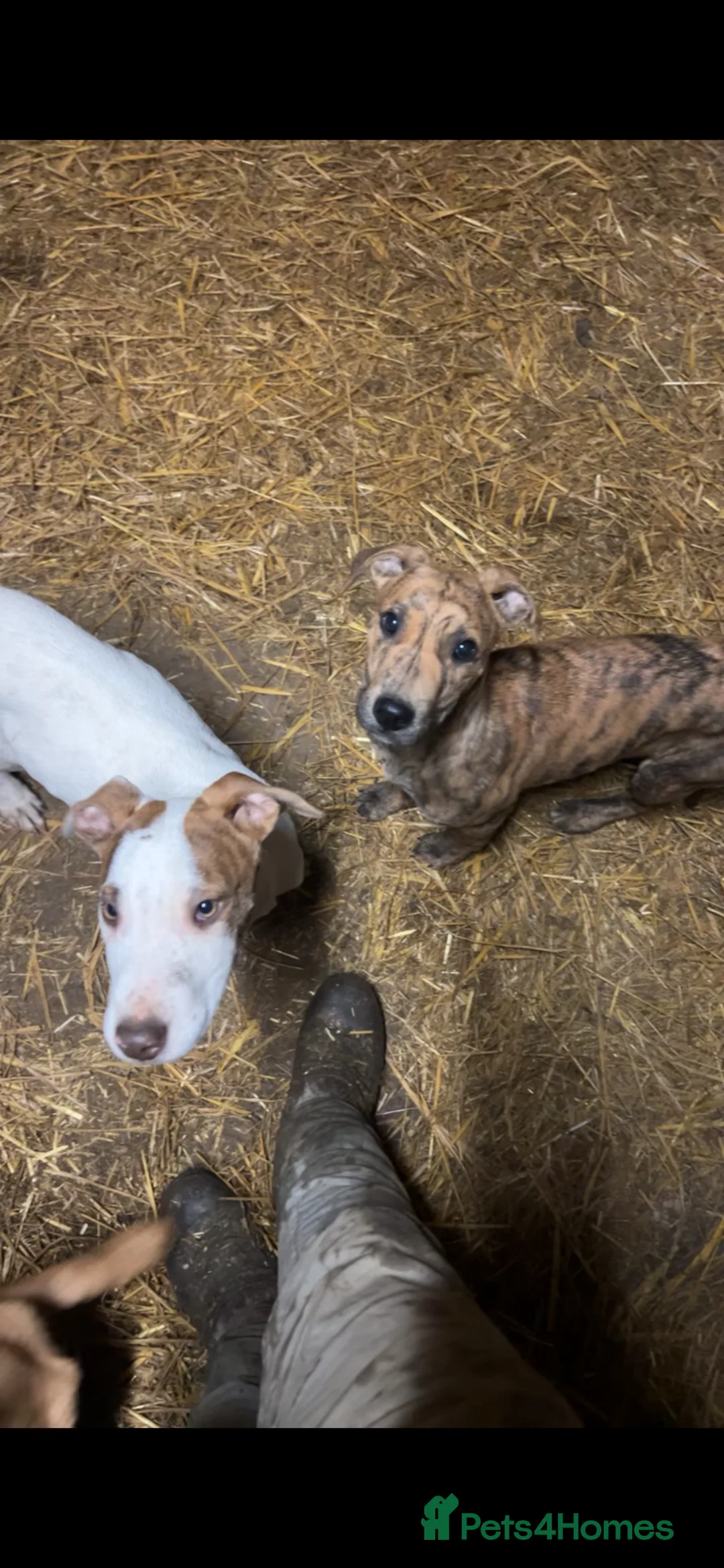 Lurcher dogs for sale: Lurcher Puppys  in Evesham - Advert 3