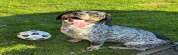 Springador dogs for sale: 2 SPRINGDOR REHOME in Leicester - Advert 2