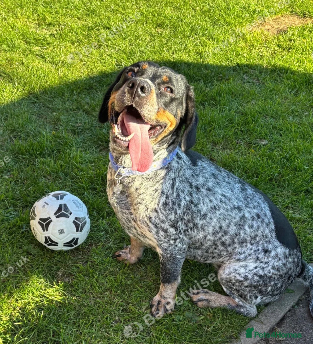 Springador dogs for sale: 2 SPRINGDOR REHOME in Leicester - Advert 2