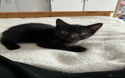 Russian Blue cats for sale: Russian Shorthair Kittens!   - Image 8