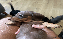 Miniature Dachshund dogs for sale: 🧬 🐶 Beautiful miniature dachshunds 🐶 🧬  - Image 7