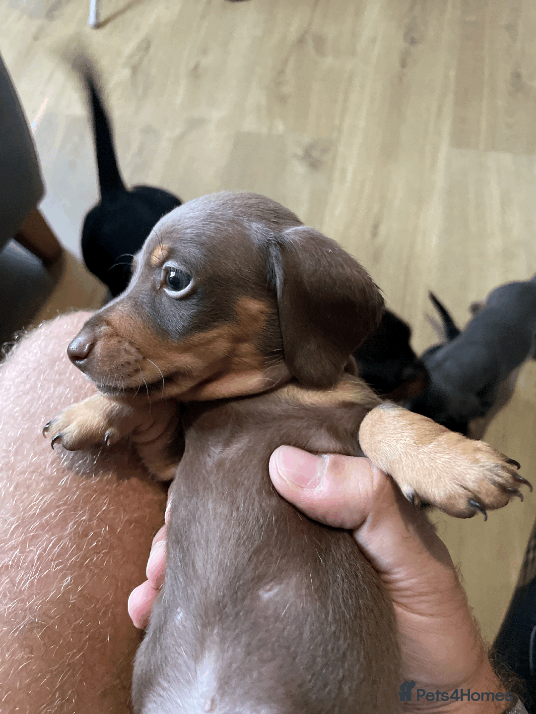 Miniature Dachshund dogs for sale: 🧬 🐶 Beautiful miniature dachshunds 🐶 🧬  - Image 7